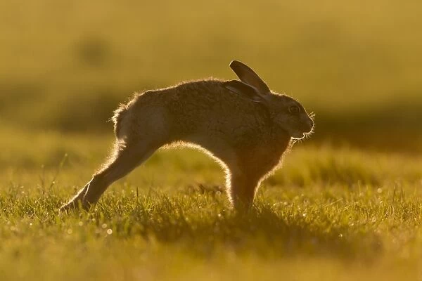 European Hare (Lepus europaeus) leveret, stretching, backlit on grass field in evening sunlight, Suffolk, England, May