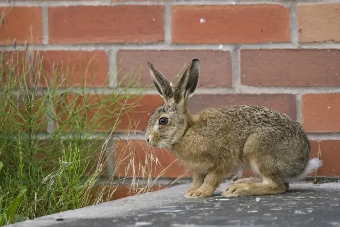 Framed Print : European Hare (Lepus europaeus) leveret, standing on step of farm building, waiting for mother on farmland
