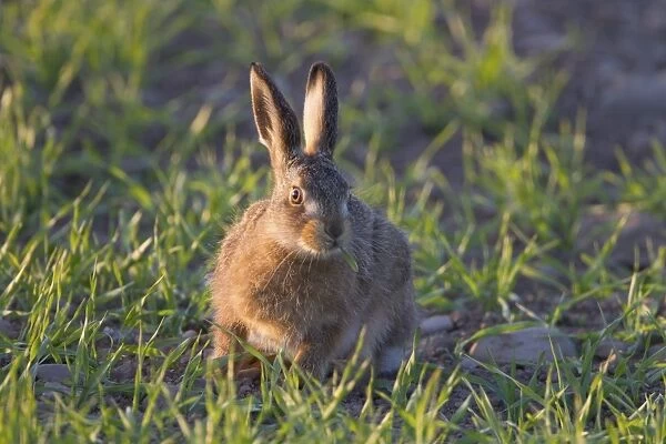 European Hare (Lepus europaeus) leveret, feeding in crop field, Berwickshire, Scottish Borders, Scotland, may