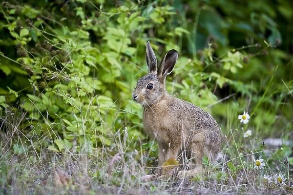 European Hare (Lepus europaeus) leveret, emerging from hedgerow, County Durham, England, july