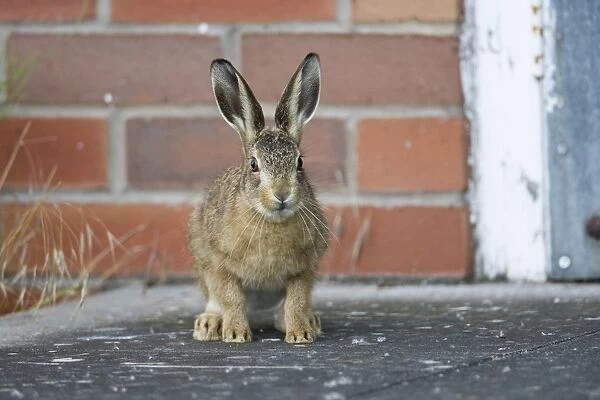 European Hare (Lepus europaeus) leveret, standing on step of farm building, waiting for mother on farmland