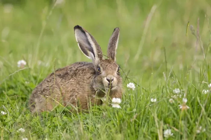 Framed Print : European Hare (Lepus europaeus) leveret, sitting in field, sniffing grass to detect passage of other hares, Suffolk Framed Print : European Hare (Lepus europaeus) leveret, sitting in field, sniffing grass to detect passage of other hares, Suffolk