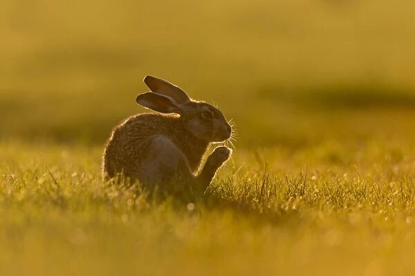European Hare (Lepus europaeus) leveret, scratching chin with hind foot on grass field, backlit in evening sunlight