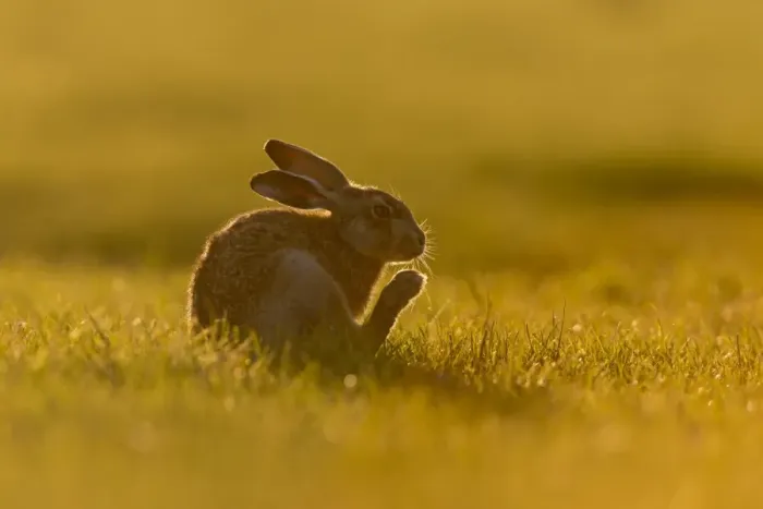 Framed Print : European Hare (Lepus europaeus) leveret, scratching chin with hind foot on grass field, backlit in evening sunlight Framed Print : European Hare (Lepus europaeus) leveret, scratching chin with hind foot on grass field, backlit in evening sunlight