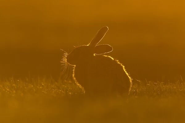 European Hare (Lepus europaeus) leveret, sitting on grass field, backlit in evening sunlight, Suffolk, England, May