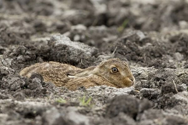 European Hare (Lepus europaeus) leveret, resting on bare ground, Suffolk, England, May