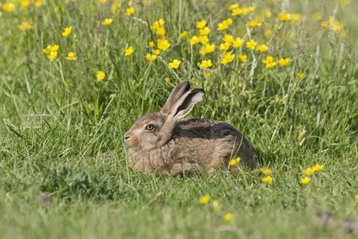 Framed Print : European Hare (Lepus europaeus) leveret, resting amongst flowering buttercups, Suffolk, England, June
