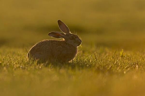 European Hare (Lepus europaeus) leveret, feeding, sitting on grass field, backlit in evening sunlight, Suffolk