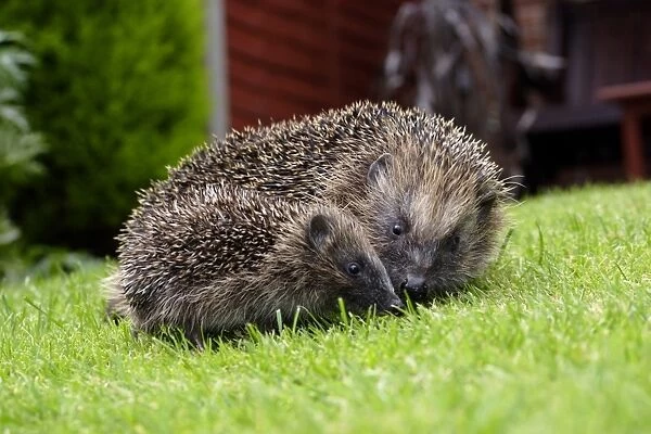 European Hedgehog (Erinaceus europaeus) adult with young, standing on garden lawn, Yorkshire, England, august