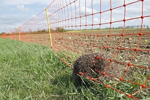 European Hedgehog (Erinaceus europaeus) dead adult, trapped in electric rabbit fence at edge of arable field, Bacton