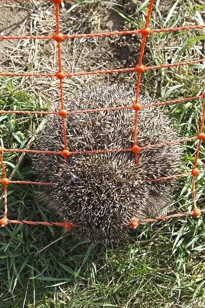 European Hedgehog (Erinaceus europaeus) dead adult, trapped in electric rabbit fence at edge of arable field, Bacton