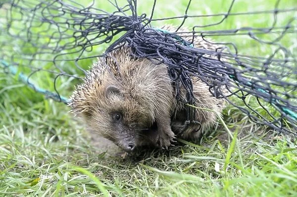 European Hedgehog (Erinaceus europaeus) adult, tangled in garden cricket net, Bentley, Suffolk, England, May