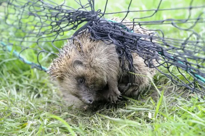 Framed Print : European Hedgehog (Erinaceus europaeus) adult, tangled in garden cricket net, Bentley, Suffolk, England, May Framed Print : European Hedgehog (Erinaceus europaeus) adult, tangled in garden cricket net, Bentley, Suffolk, England, May