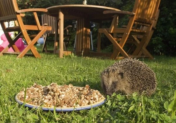 European Hedgehog (Erinaceus europaeus) adult, feeding on plate of food, near furniture on garden lawn, Norfolk, England, summer