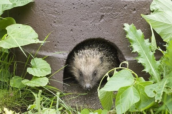 European Hedgehog (Erinaceus europaeus) adult, at entrance of hedgehog house in garden, Norfolk, England, summer