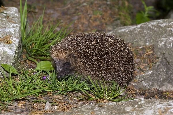 European Hedgehog (Erinaceus europaeus) adult, amongst rocks in garden, Cumbria, England, august