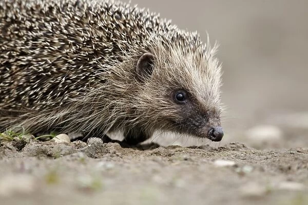 European Hedgehog (Erinaceus europaeus) adult, close-up of head, walking on mud, Midlands, England, june
