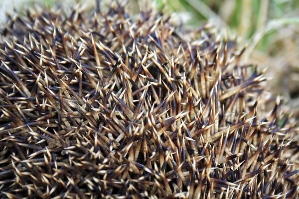 European Hedgehog (Erinaceus europaeus) adult, close-up of spines, curled up in defensive ball