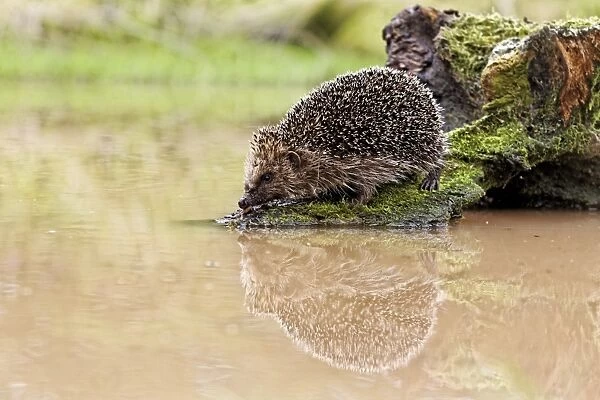 European Hedgehog (Erinaceus europaeus) adult, standing on log at edge of water, Midlands, England, june