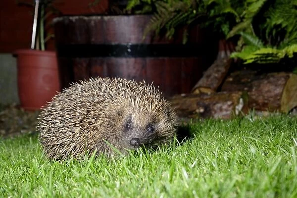 European Hedgehog (Erinaceus europaeus) adult, standing on garden lawn at night, Yorkshire, England, september
