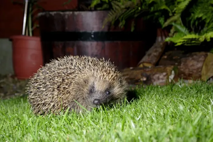 Framed Print : European Hedgehog (Erinaceus europaeus) adult, standing on garden lawn at night, Yorkshire, England, september Framed Print : European Hedgehog (Erinaceus europaeus) adult, standing on garden lawn at night, Yorkshire, England, september
