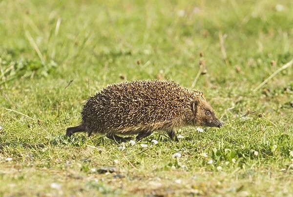 European Hedgehog (Erinaceus europaeus) adult, walking on garden lawn, England, summer