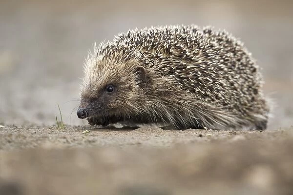 European Hedgehog (Erinaceus europaeus) adult, walking on mud, Midlands, England, june