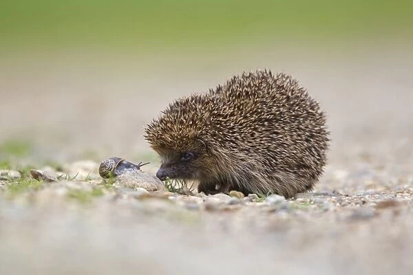 European Hedgehog (Erinaceus europaeus) adult, with Garden Snail (Helix aspersa) on gravel drive, Suffolk, England