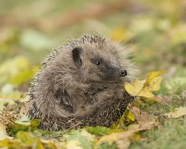 European Hedgehog (Erinaceus europaeus) adult, uncurling from defensive ball amongst fallen leaves, Sussex, England