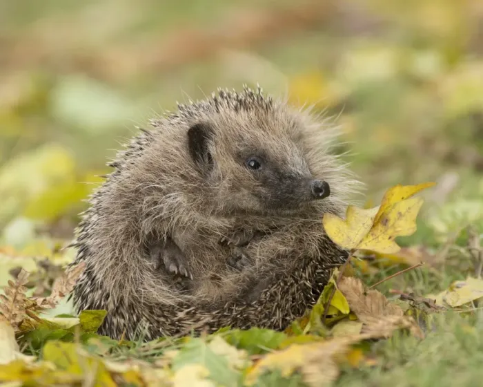 Framed Print : European Hedgehog (Erinaceus europaeus) adult, uncurling from defensive ball amongst fallen leaves, Sussex, England Framed Print : European Hedgehog (Erinaceus europaeus) adult, uncurling from defensive ball amongst fallen leaves, Sussex, England
