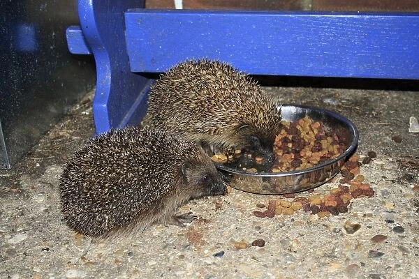 European Hedgehog (Erinaceus europaeus) two adults, feeding on cat biscuits from bowl, in garden at night, Suffolk