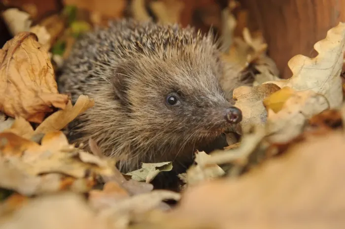 Framed Print : European Hedgehog (Erinaceus europaeus) immature, rescued animal amongst fallen leaves in garden, Staffordshire Framed Print : European Hedgehog (Erinaceus europaeus) immature, rescued animal amongst fallen leaves in garden, Staffordshire