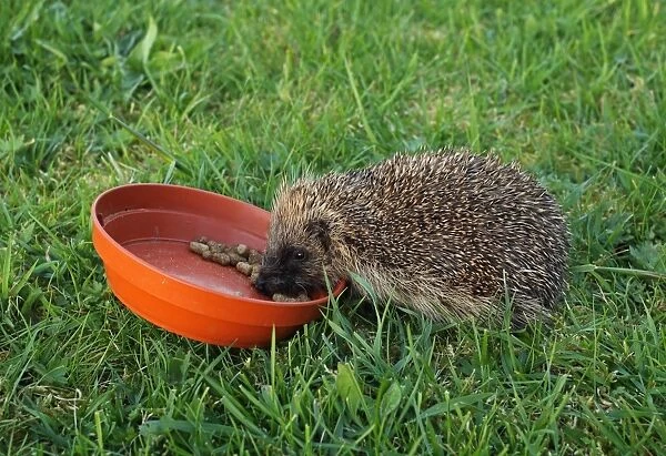 European Hedgehog (Erinaceus europaeus) immature, feeding at bowl on lawn, Norfolk, England, April