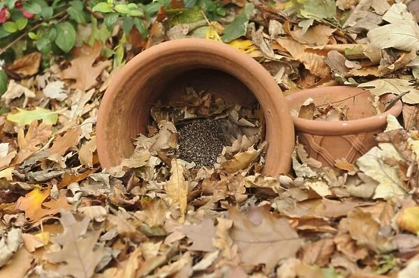 European Hedgehog (Erinaceus europaeus) immature, rescued animal sleeping in flowerpot amongst fallen leaves in garden