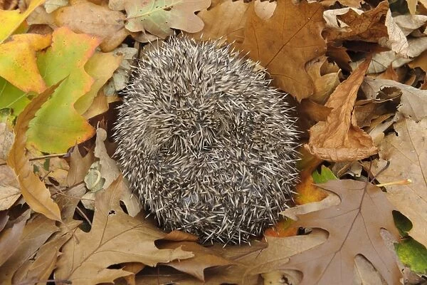 European Hedgehog (Erinaceus europaeus) immature, rescued animal sleeping amongst fallen leaves in garden