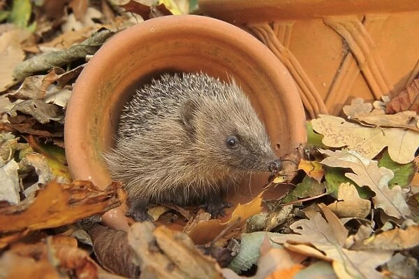 European Hedgehog (Erinaceus europaeus) immature, rescued animal in flowerpot amongst fallen leaves in garden
