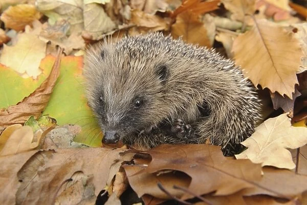 European Hedgehog (Erinaceus europaeus) immature, rescued animal amongst fallen leaves in garden, Staffordshire