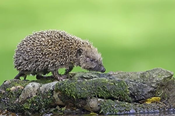 European Hedgehog (Erinaceus europaeus) juvenile, at garden pond, Warwickshire, England, summer