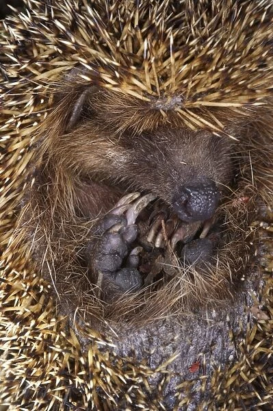 European Hedgehog (Erinaceus europaeus) juvenile, curled up in defensive ball at night, Italy