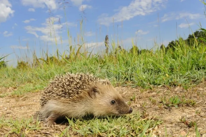 Framed Print : European Hedgehog (Erinaceus europaeus) young, foraging in habitat, Italy, july Framed Print : European Hedgehog (Erinaceus europaeus) young, foraging in habitat, Italy, july