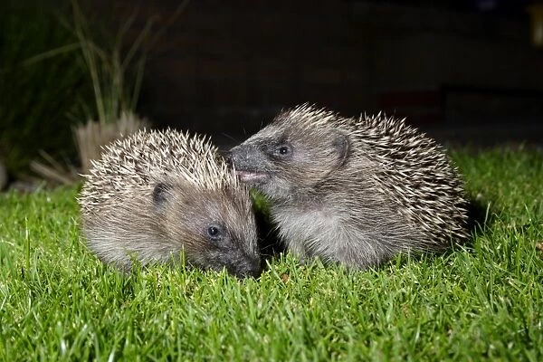 European Hedgehog (Erinaceus europaeus) two young, standing on garden lawn at night, Yorkshire, England, september