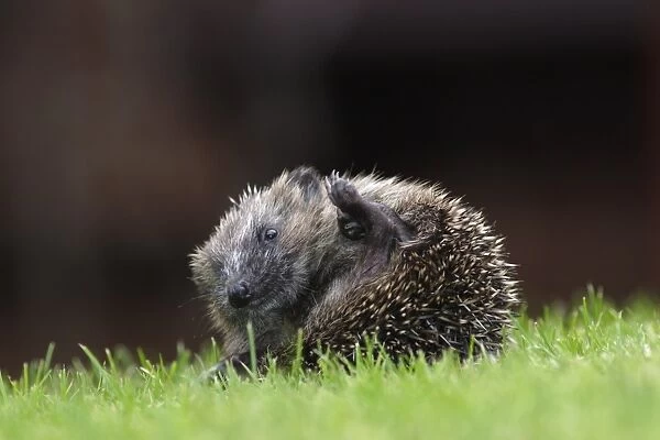 European Hedgehog (Erinaceus europaeus) young, partially curled up in defensive ball, on garden lawn, Yorkshire