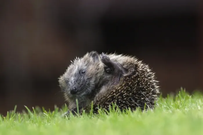 Framed Print : European Hedgehog (Erinaceus europaeus) young, partially curled up in defensive ball, on garden lawn, Yorkshire