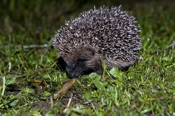 European Hedgehog (Erinaceus europaeus) young, feeding on slug in garden at night, England, june