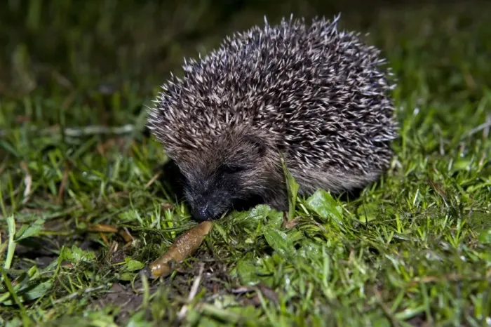 Framed Print : European Hedgehog (Erinaceus europaeus) young, feeding on slug in garden at night, England, june Framed Print : European Hedgehog (Erinaceus europaeus) young, feeding on slug in garden at night, England, june