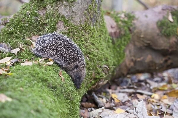 European Hedgehog (Erinaceus europaeus) young, on moss covered log in woodland, Norfolk, England, october