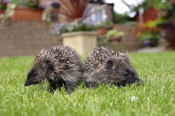 European Hedgehog (Erinaceus europaeus) two young, standing on garden lawn, Yorkshire, England, august