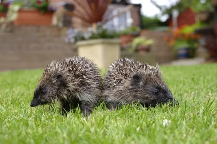 Framed Print : European Hedgehog (Erinaceus europaeus) two young, standing on garden lawn, Yorkshire, England, august Framed Print : European Hedgehog (Erinaceus europaeus) two young, standing on garden lawn, Yorkshire, England, august