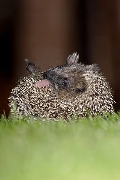 European Hedgehog (Erinaceus europaeus) young, anointing itself with saliva froth, on garden lawn at night, Yorkshire