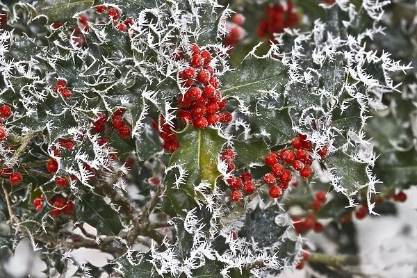 European Holly (Ilex aquifolium) close-up of rime frost covered leaves and berries, Dorset, England, december